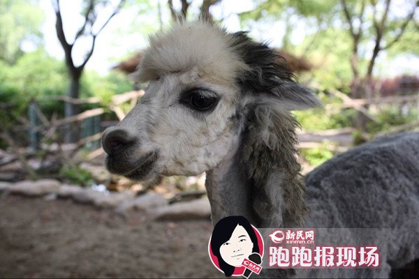 图说:在照镜子的羊驼。新民网记者 胡彦珣 摄 【新民网独家报道】随着申城气温持续上升,上海野生动物园来自南美的羊驼们有些烦躁。5月13日,新民网记者从园方获悉,为了让羊驼们可以清凉度过夏天,饲养员们和造型师从昨天起开始为它们换夏装,此外,还根据每只羊驼不同的性格,订制不同的样式。 据园方介绍,饲养员考虑到它们自身不会脱毛,再加上夏天的极端温度可达40摄氏度,空气湿度大,羊驼过长的毛发容易滋生细菌,诱发皮肤病,对健康很不利。经过安排,饲养员决定给羊驼剪毛,以确保今年夏季安全度过。 按照以往,饲养员