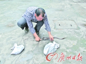 在南岸路小区发现的蛇长约一米，被捕蛇人用钢叉制服。
