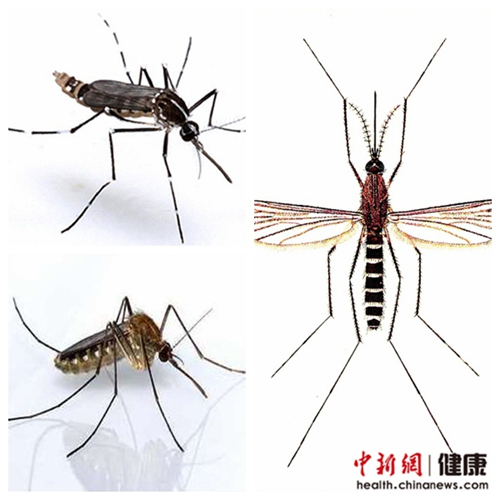 登革热传播媒介花蚊子北上 别忘翻盆倒罐除积