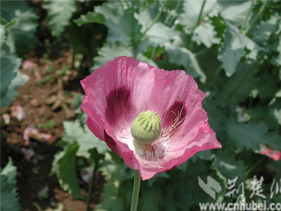 罂粟花(资料图片)