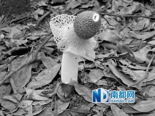 ●黄裙竹荪,食用后会引起胃肠炎型中毒。