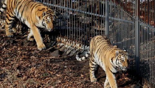 资料图：挨饿的小虎崽到阿穆尔州禁猎区觅食时，被人们收养。