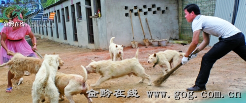 繁训基地里的下司犬生龙活虎。