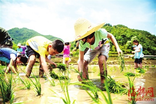 好过瘾!“小农夫”赤足下田插秧|水稻|农民_凤凰资讯