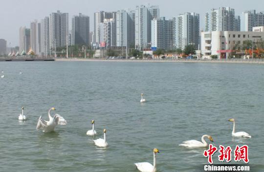 连日来,在新疆"梨城"库尔勒市内的杜鹃河上