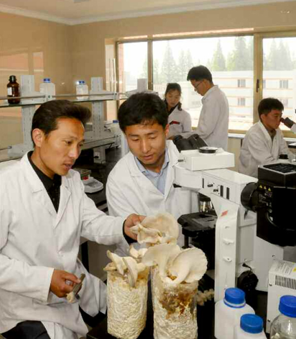 朝鲜实现蘑菇种植工业化(组图)|蘑菇|朝鲜