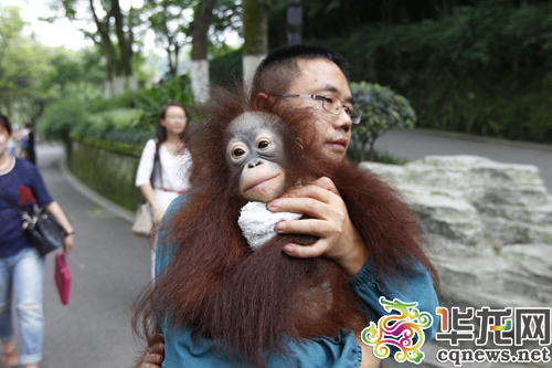 吾家有女初长成 重庆动物园的猩猩千金和父母