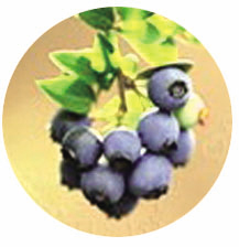 城隍阁展出40多种绣球花建德三都千亩蓝莓熟