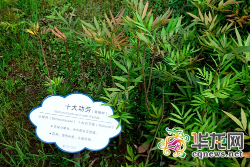 十大功劳，这个名字是不是很特别？ 通讯员 谭宏民 摄