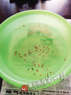 涨水蛾是真不少|白蚁|重庆