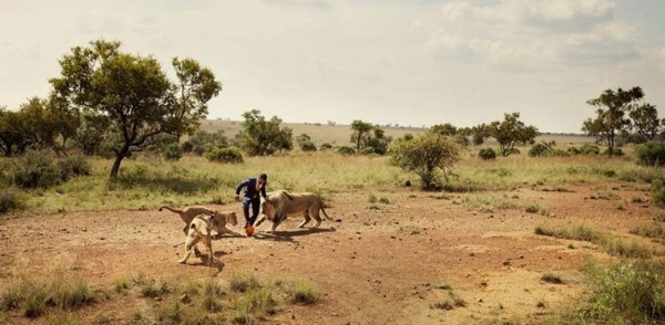 非洲动物园管理员与狮子踢足球(组图)|足球|世界杯_凤凰资讯