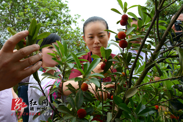 品尝最“新鲜”的杨梅    朱红伟  摄
