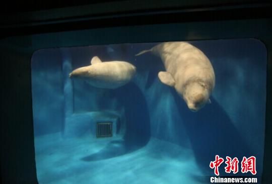 白鲸在哈尔滨极地馆的新家内游动 解培华 摄