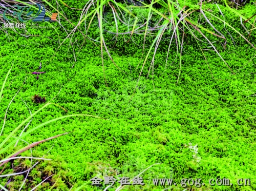 泥炭藓新闻背景泥炭藓又名水苔,苔藓,贵州人习惯称之为海花草.