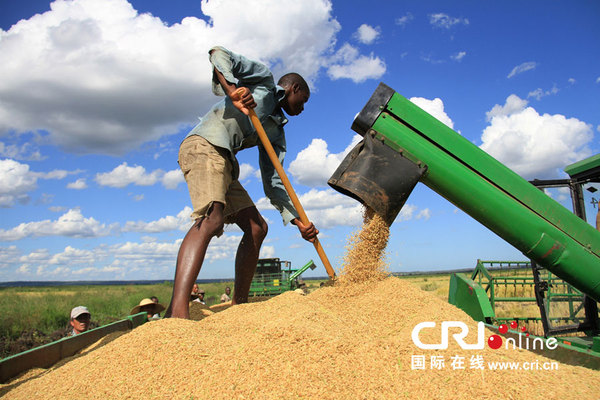 2014年的稻谷收获