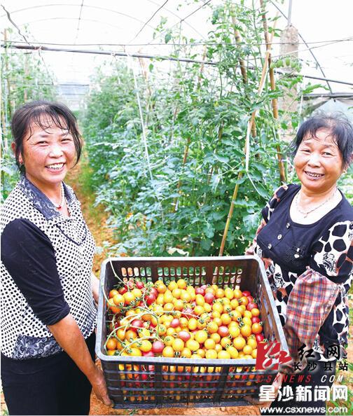 在七鑫农庄，工作人员展示刚采摘下来的五颜六色圣女果。曾诗怡 摄