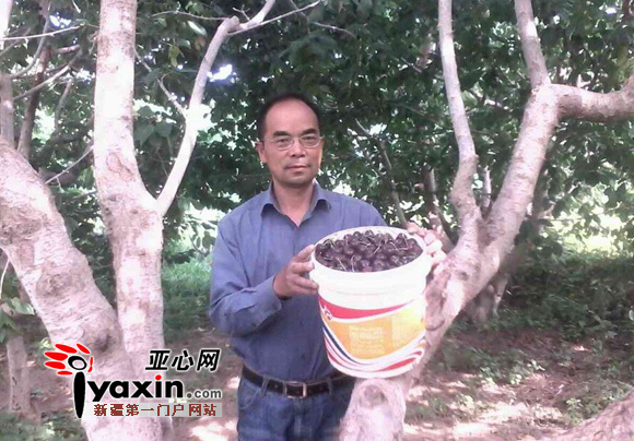 丰收时节，是郑功安一年中最开心的日子。