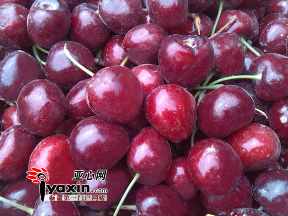 郑功安种植的大樱桃。