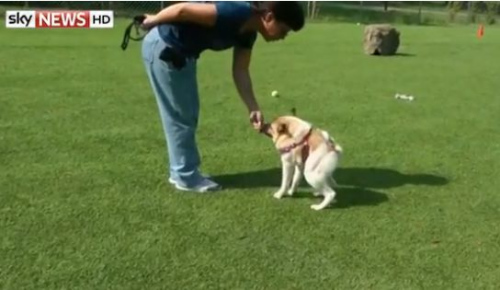 小狗天生残疾外形与众不同 意外成网络明星(图