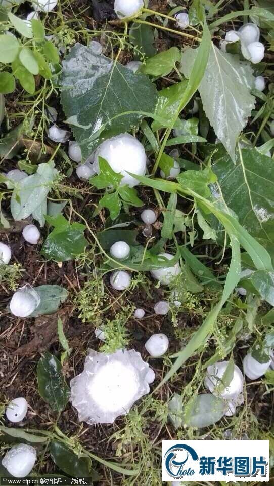 2014年06月26日,北京,下午18点左右,通州区永乐店镇下起了冰雹,如同鸡蛋大小,大风刮倒路边大树。