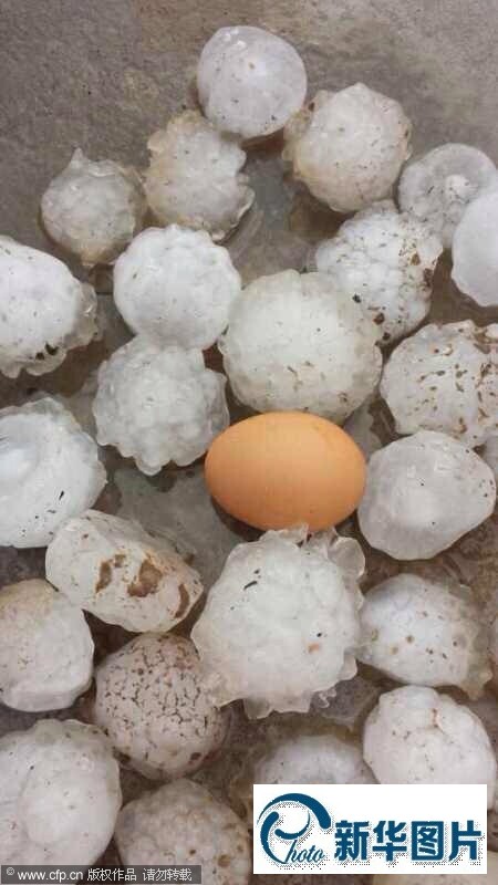 2014年06月26日，北京，下午18点左右，通州区永乐店镇下起了冰雹，如同鸡蛋大小，大风刮倒路边大树。