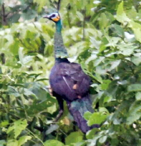 西双版纳境内拍摄到的绿孔雀。李泽君 摄