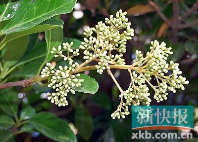 珊瑚树