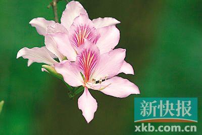 宫粉紫荆