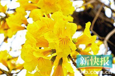 黄花    风铃木