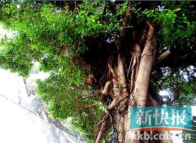 细叶榕