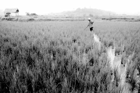 湖南岳阳细毛家屋场，毛晨雨的父亲正在稻电影农场侍弄水稻。毛晨雨喜欢这种劳动与创作结合的生活方式。供图/毛晨雨