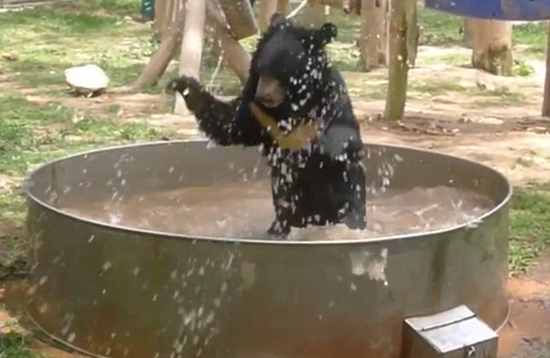 越南小熊洗澡避暑搞笑视频蹿红网络（网页截图）