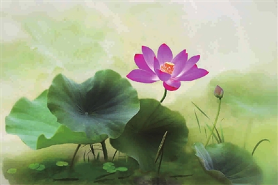 夏荷之美 跃然镜头|睡莲|古猗园
