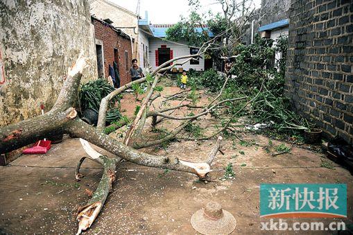 ■徐闻县白沙村内到处可见被台风刮倒的大树。