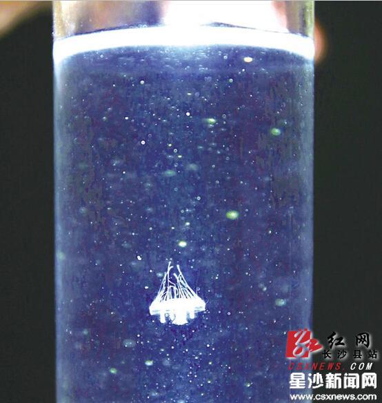 手电光就像聚光灯，从松雅湖中捕捞到的桃花水母在灯光的照耀下尽情“舞蹈”。曾诗怡 摄