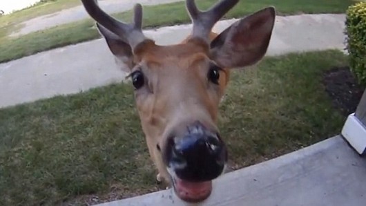 发现自己被偷拍,小鹿大胆向摄影师走过来。