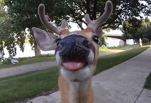 小鹿凑近镜头,似乎把它当成了食物。