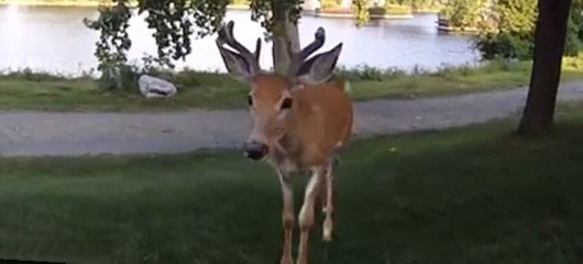 发现自己被偷拍,小鹿大胆向摄影师走过来。