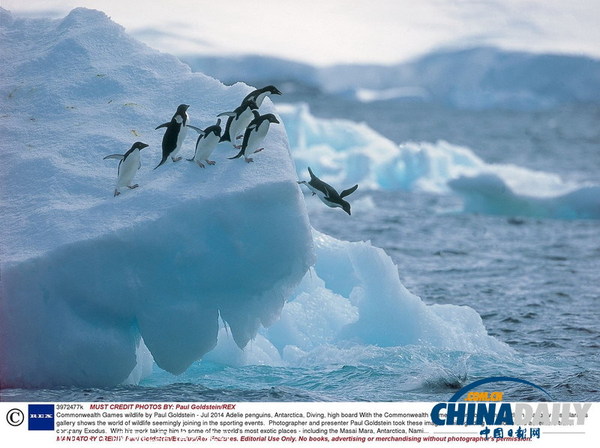 企鹅排队跳水。（图片来源：东方IC）