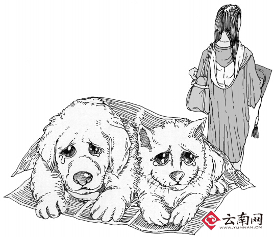 春城晚报 美编 森特笑虎 画