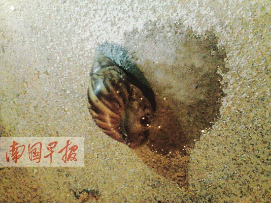 蜗牛杀非洲大仓鼠有农户部分遇盐鼻子绝招化成水软体蜗牛变白了图片