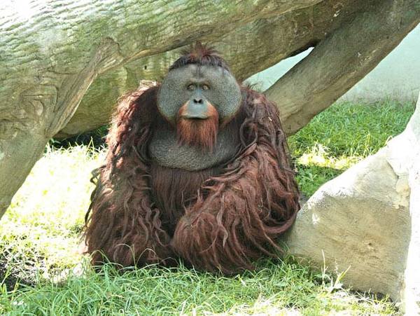 查普尔特佩克动物园内的大猩猩（网页截图）