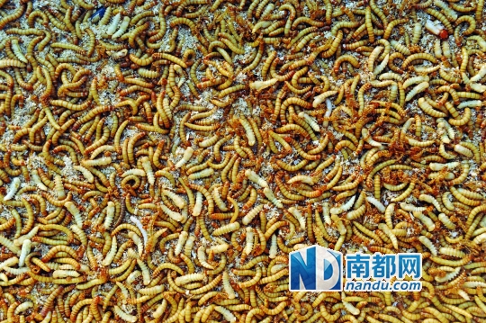 餐厨垃圾养虫 此虫未来或可喂人