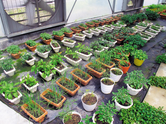市农科院深入推广“盆栽蔬菜进家庭”项目|农科院|农业_凤凰财经
