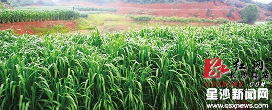 在长沙县“零碳县”科技中心,这里种植着一种速生、丰产、捕碳效率高的陆生草本植物,该植物能最大限度地捕获二氧化碳。 曾诗怡 摄