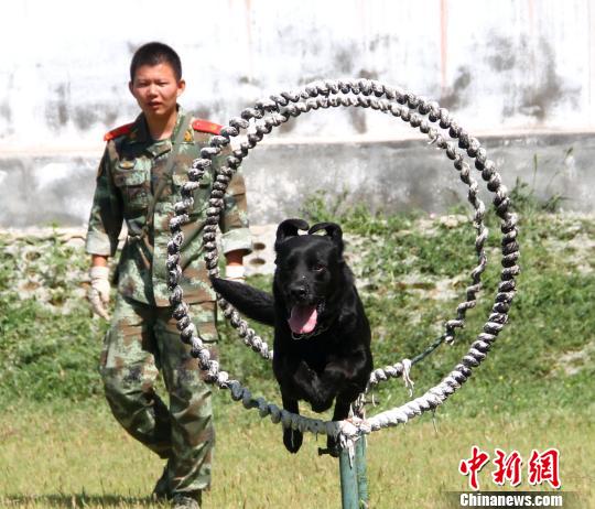 图为曹志和萨琪正在训练。