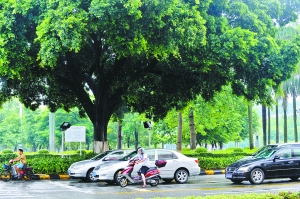 车市扩展遇强竞争?|顺德|大良