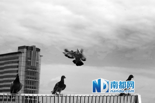 3 鸽子归巢。