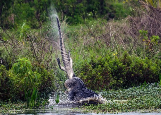 鳄鱼内战:大鳄鱼咬住小鳄鱼头部 将其撕开(图)