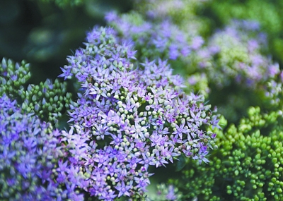 看图识花|游客|花期